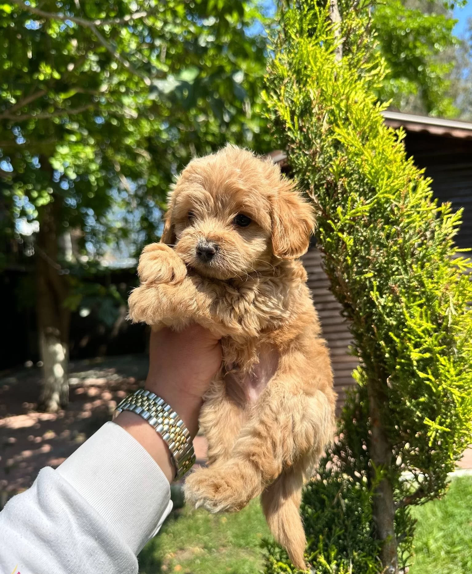 Ruhsatlı Isletmeden Akıl Kupu Mini Maltipoo