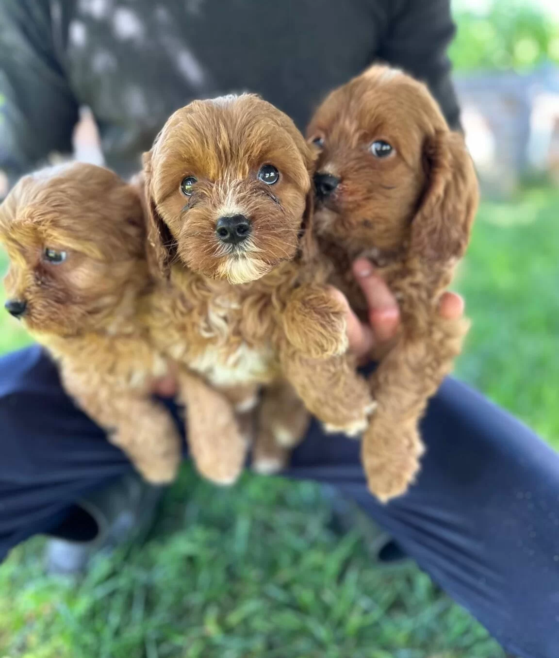 Saglıklı Cavapoo Yavrularımız