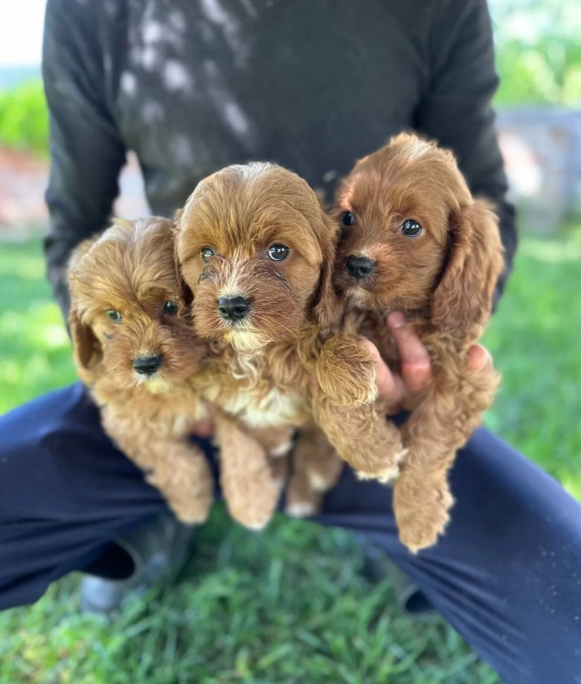 Saglıklı Cavapoo Yavrularımız
