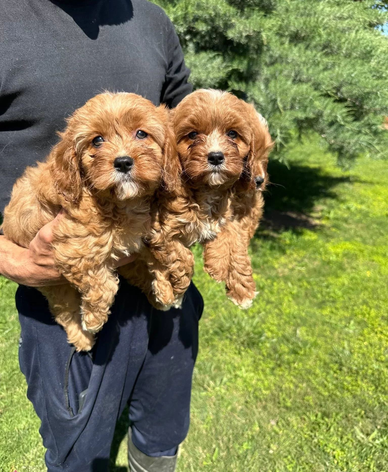 Saglıklı Cavapoo Yavrularımız