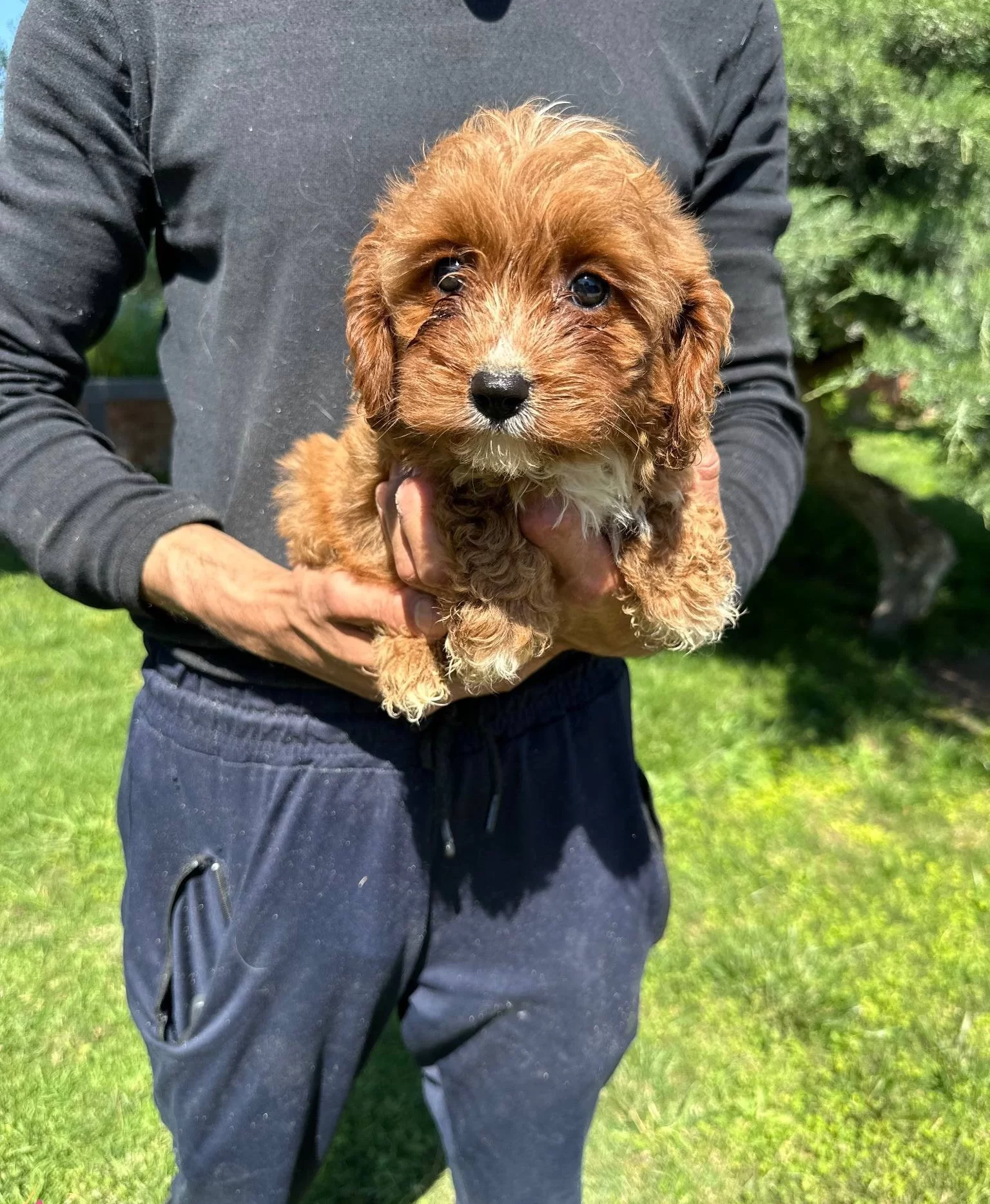 Saglıklı Cavapoo Yavrularımız