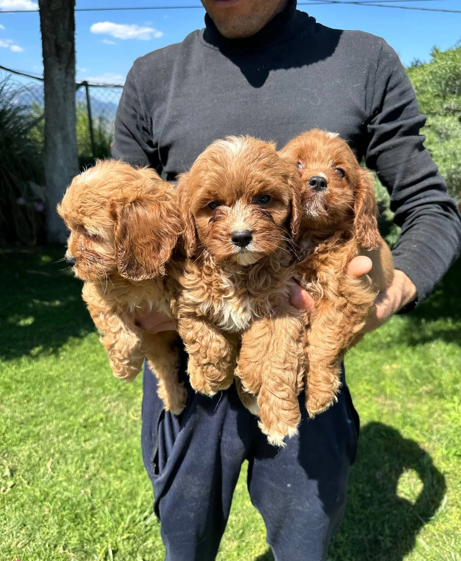 Saglıklı Cavapoo Yavrularımız