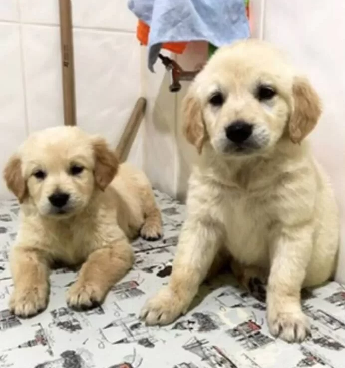 Safkan Kut Burun Baby Face Golden Retriever