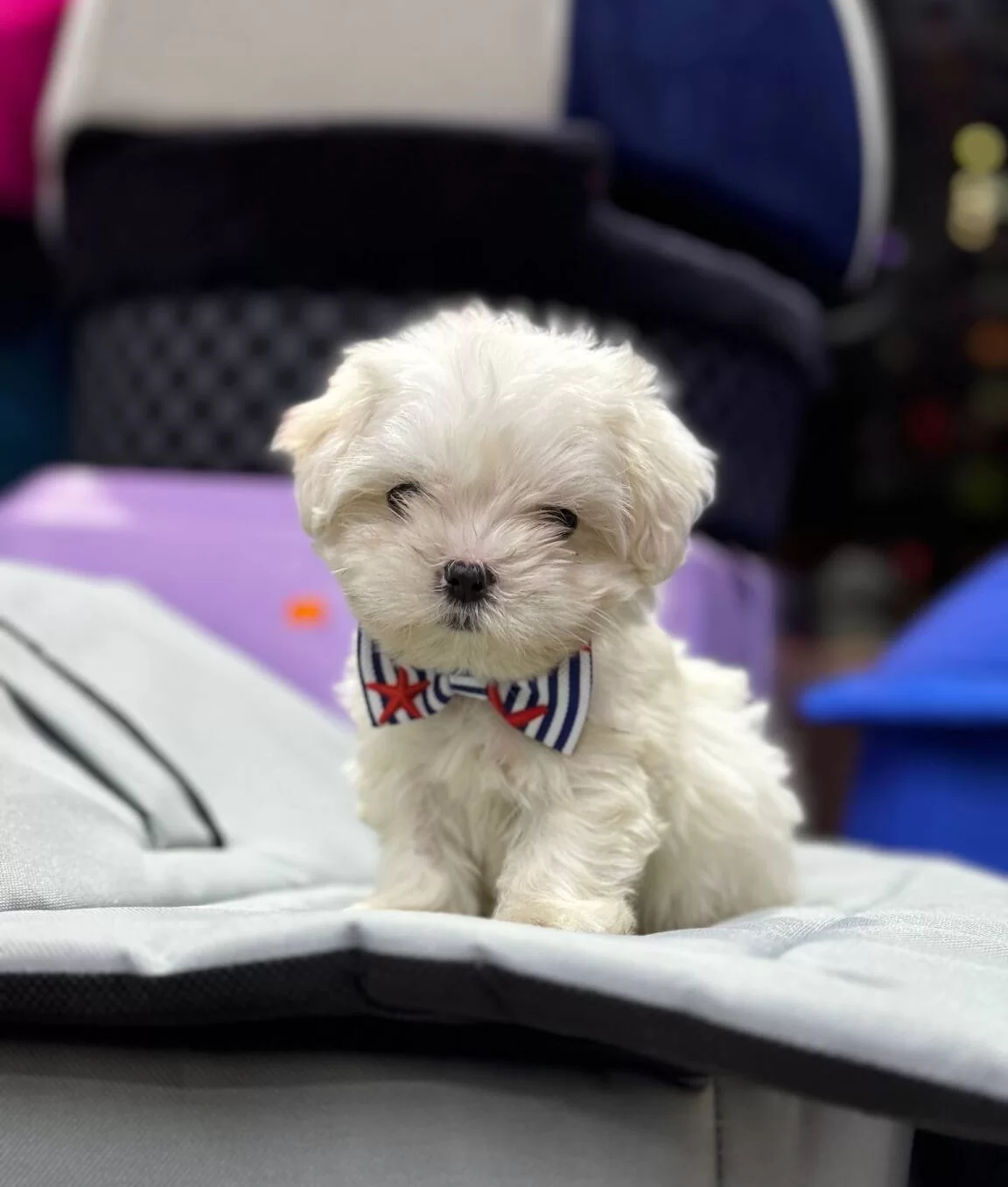 Numara Morkie Yavrular