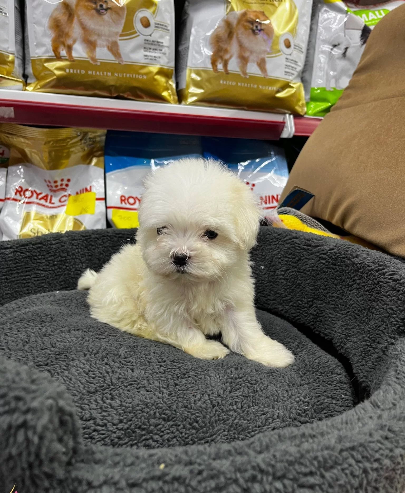 Numara Morkie Yavrular