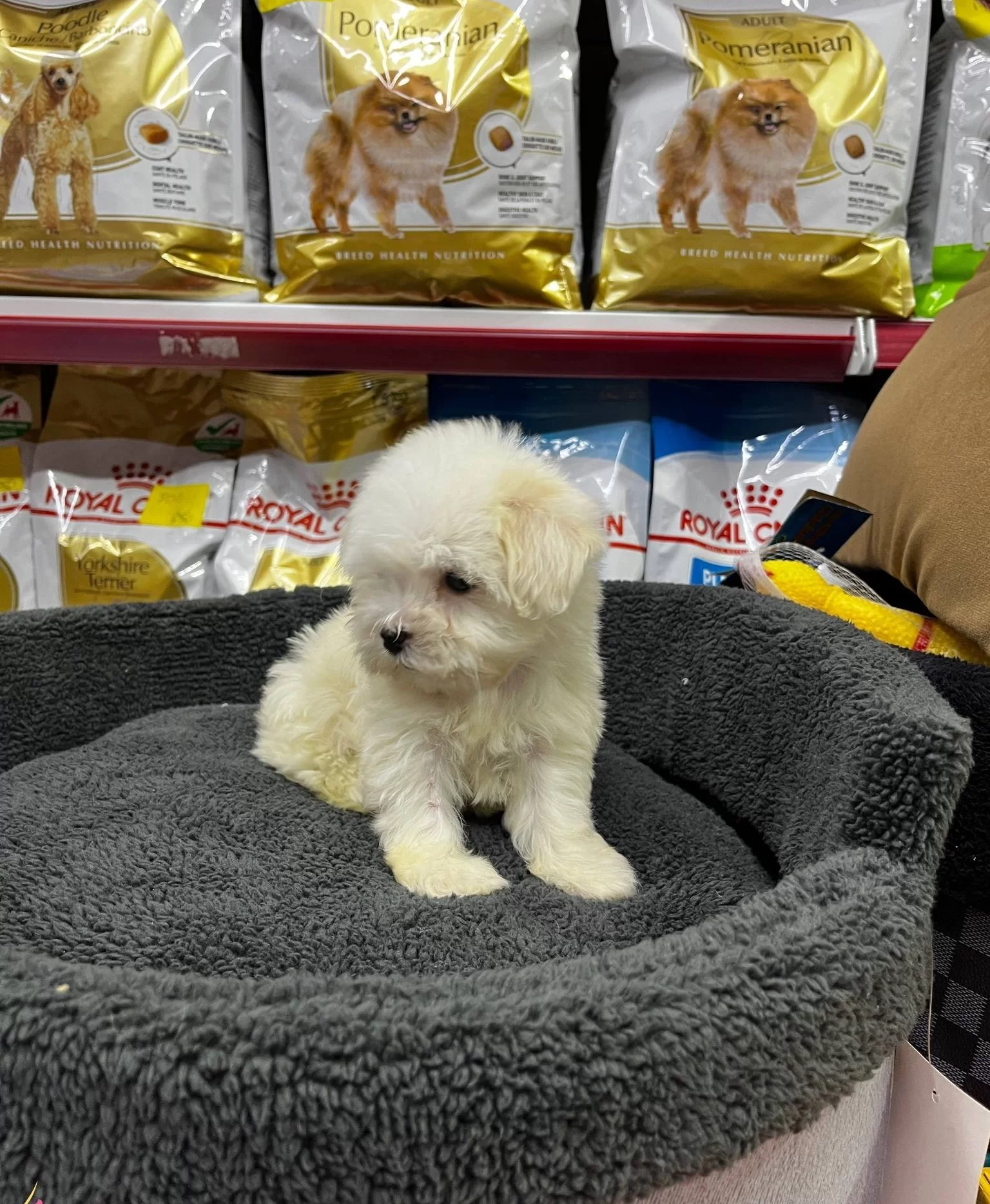 Numara Morkie Yavrular