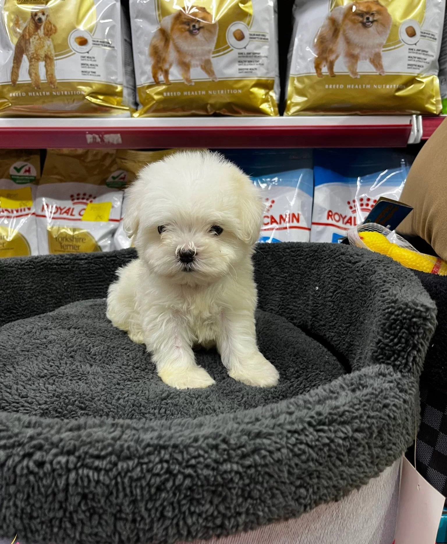 Numara Morkie Yavrular