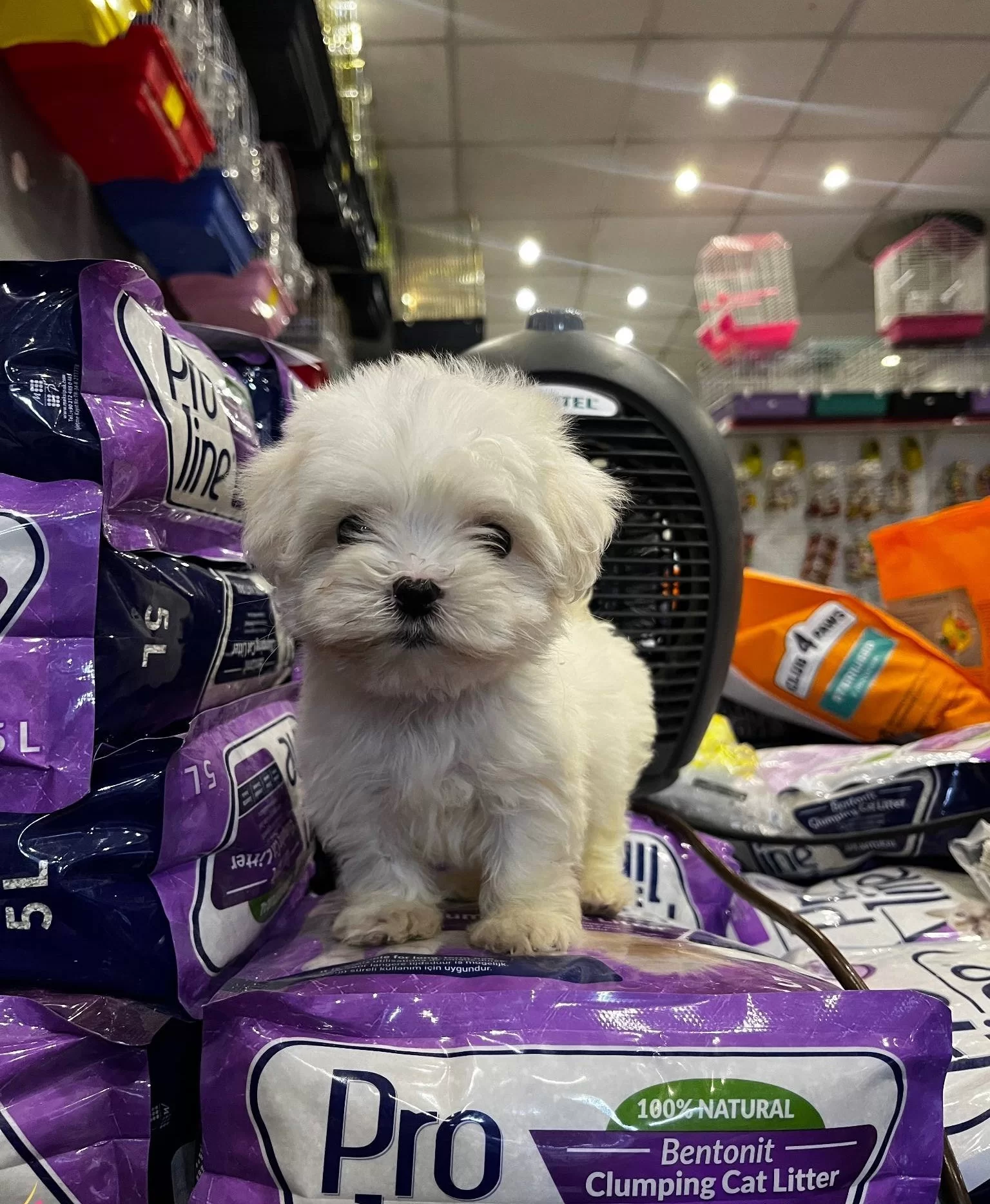 Numara Morkie Yavrular