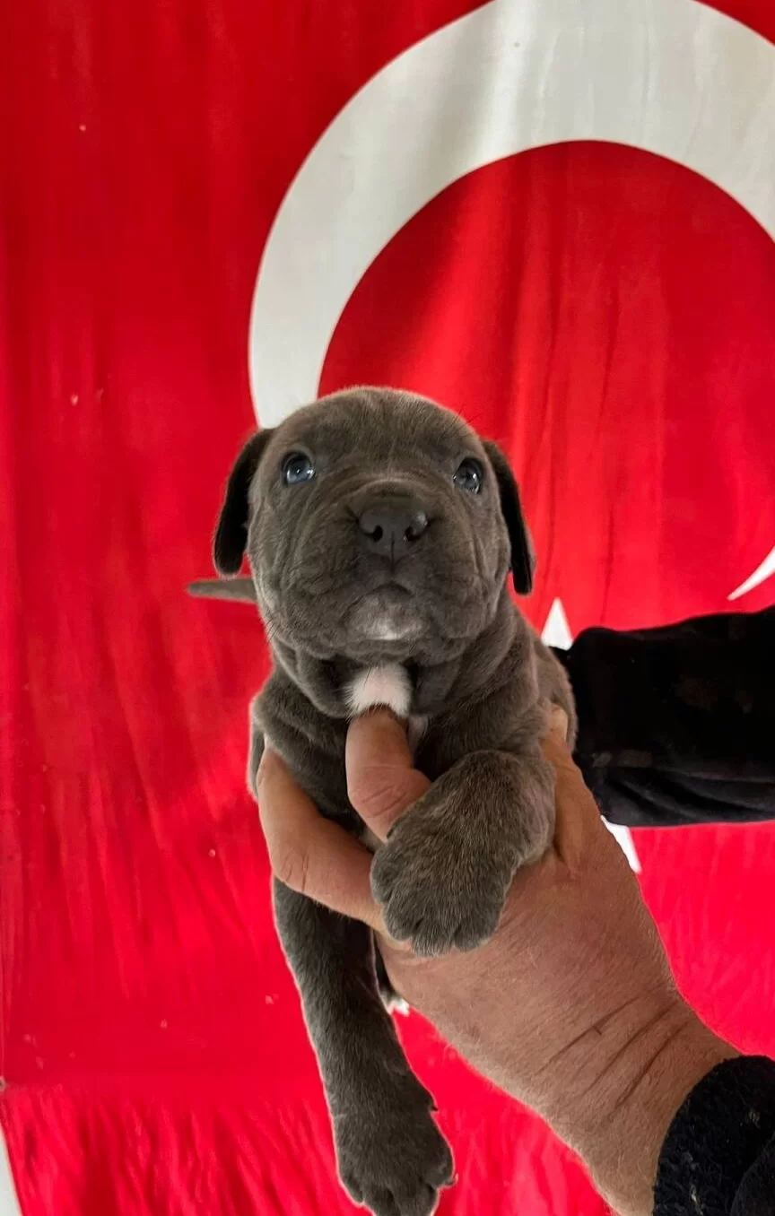Kalın Burunlu Cane Corso Yavrularımız