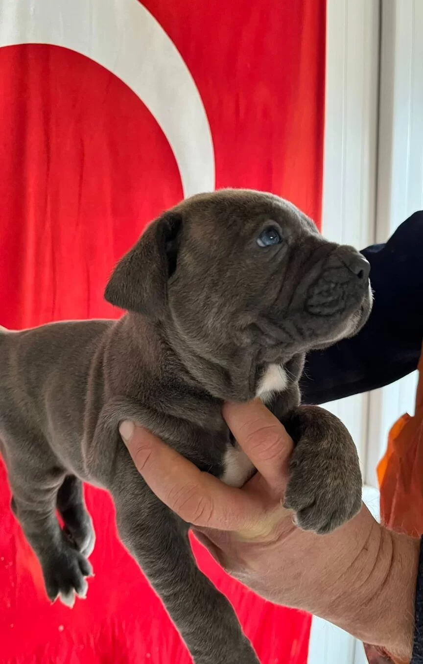 Kalın Burunlu Cane Corso Yavrularımız