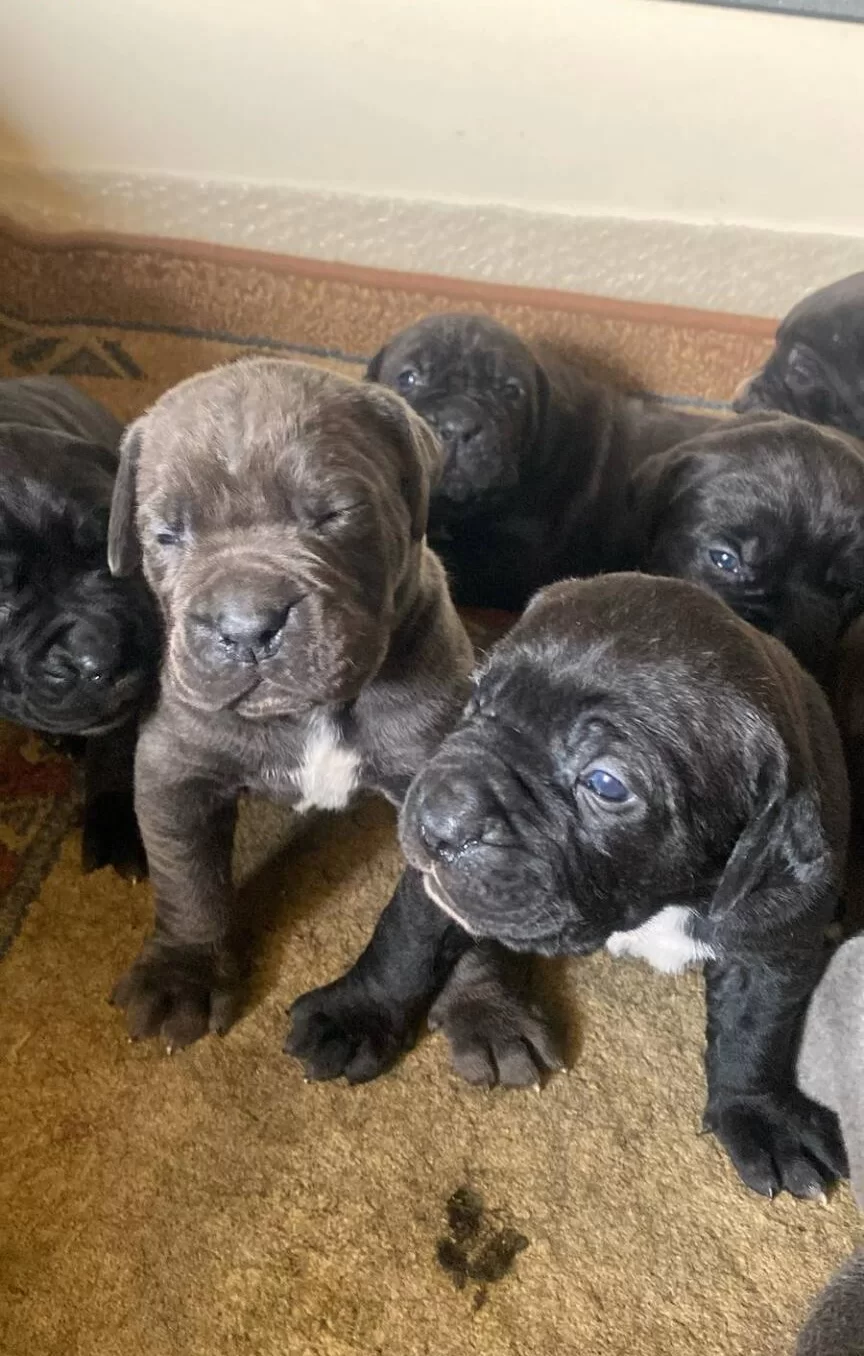 Saglıklı Cane Corso Yavrularımız