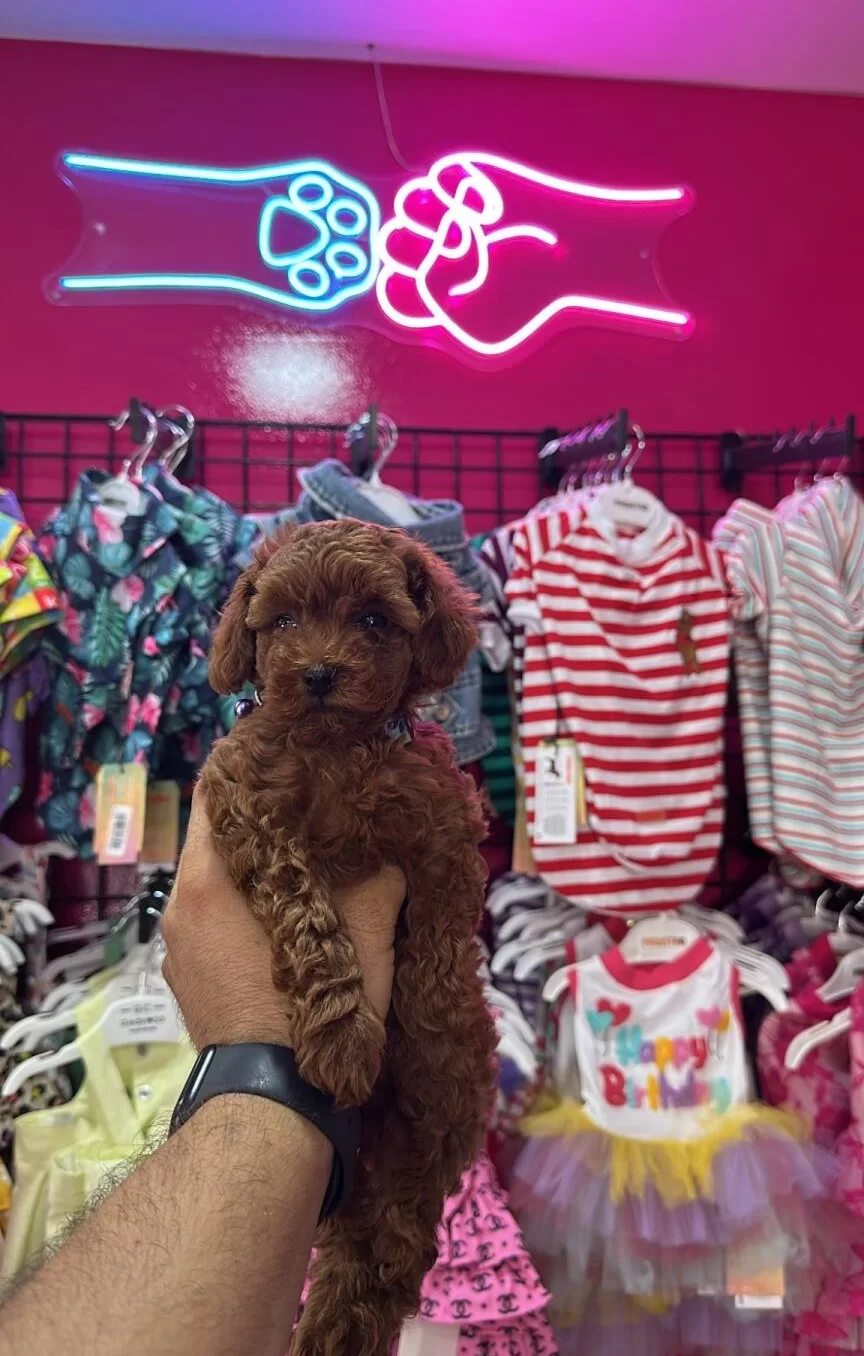 tüy Yumagi Poodle Yavrularımiz Omurluk Ailesini Ariyor