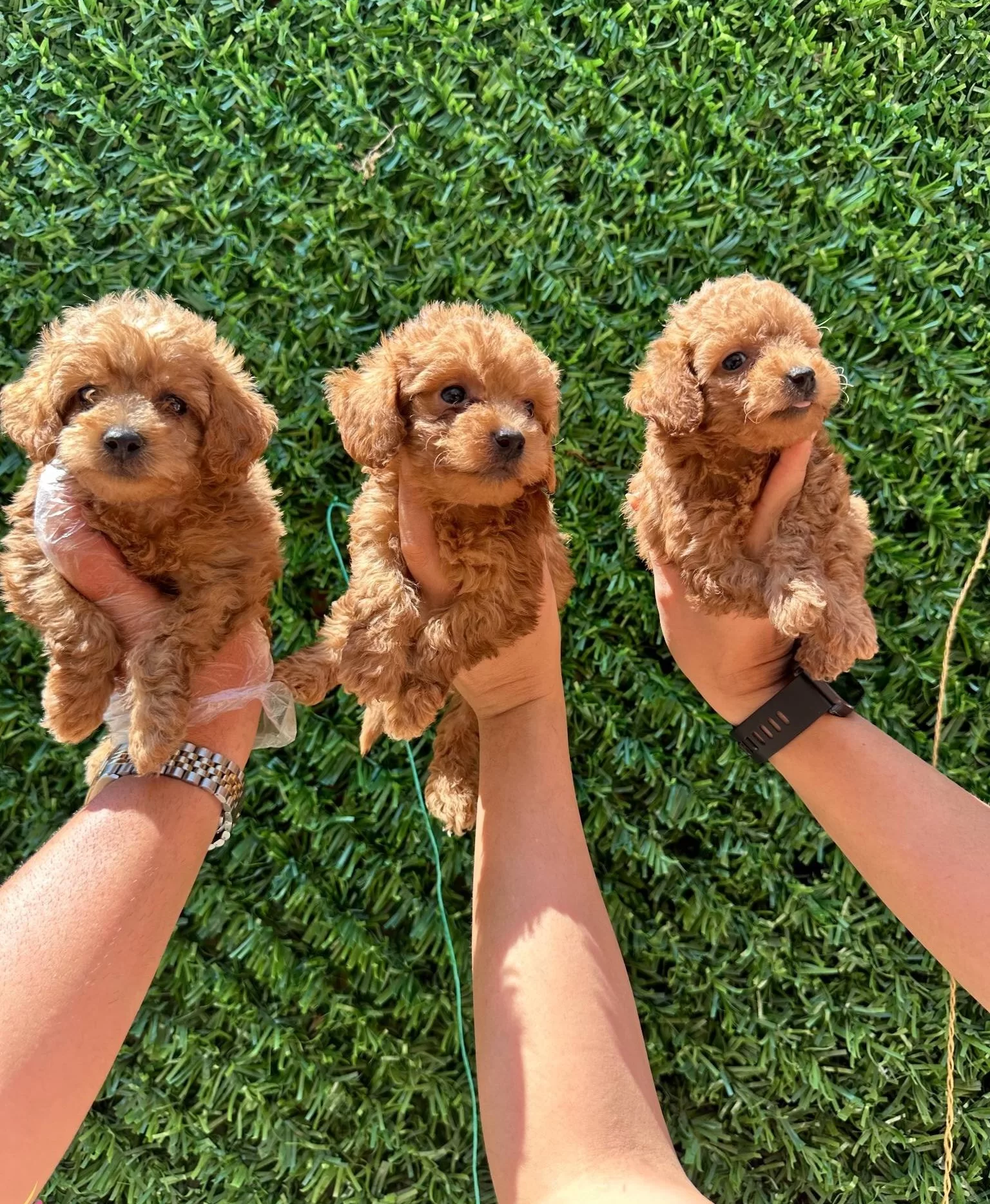 Irk Ve Sağlık Garantili Mini Kore Maltipoo