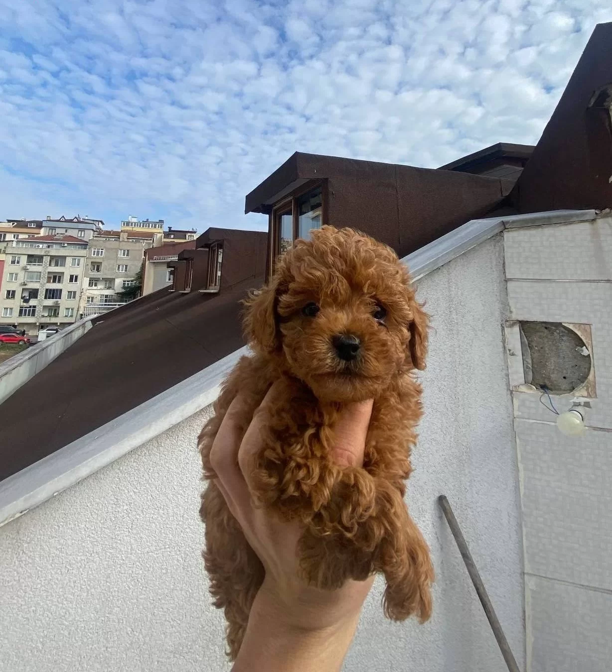 Veteriner Teknikerden Kore Kan Dark Brown