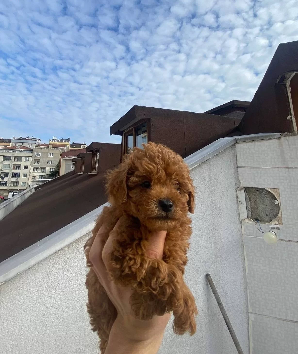 Veteriner Teknikerden Kore Kan Dark Brown