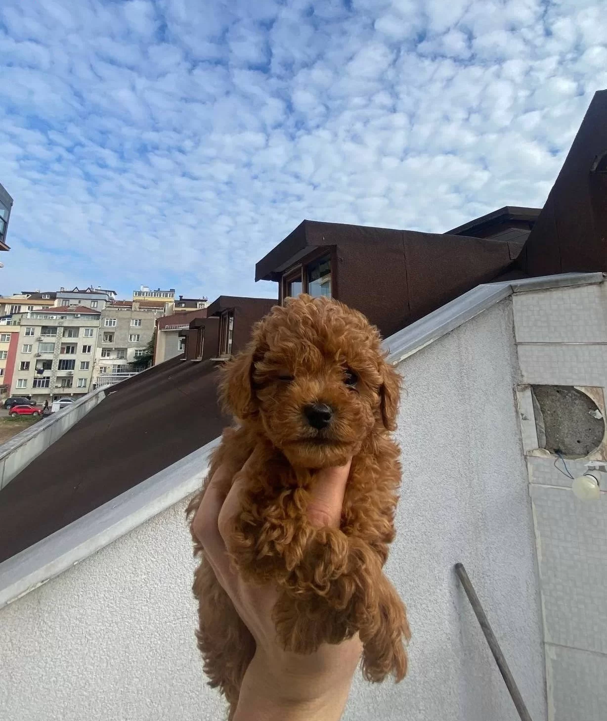 Veteriner Teknikerden Kore Kan Dark Brown