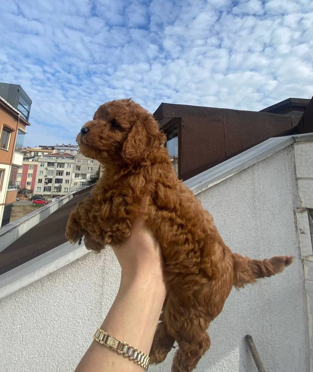 Veteriner Teknikerden Kore Kan Dark Brown