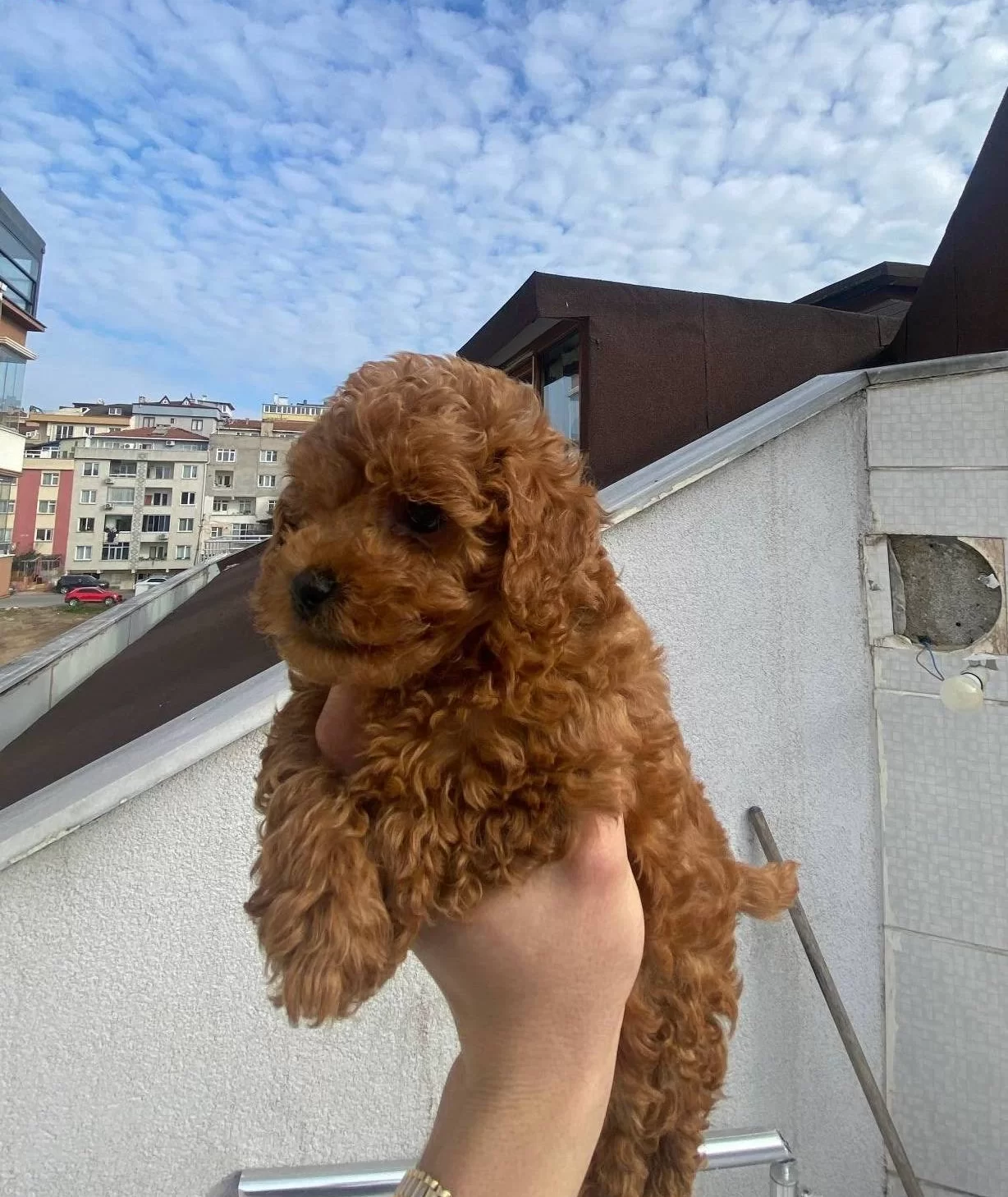 Veteriner Teknikerden Kore Kan Dark Brown