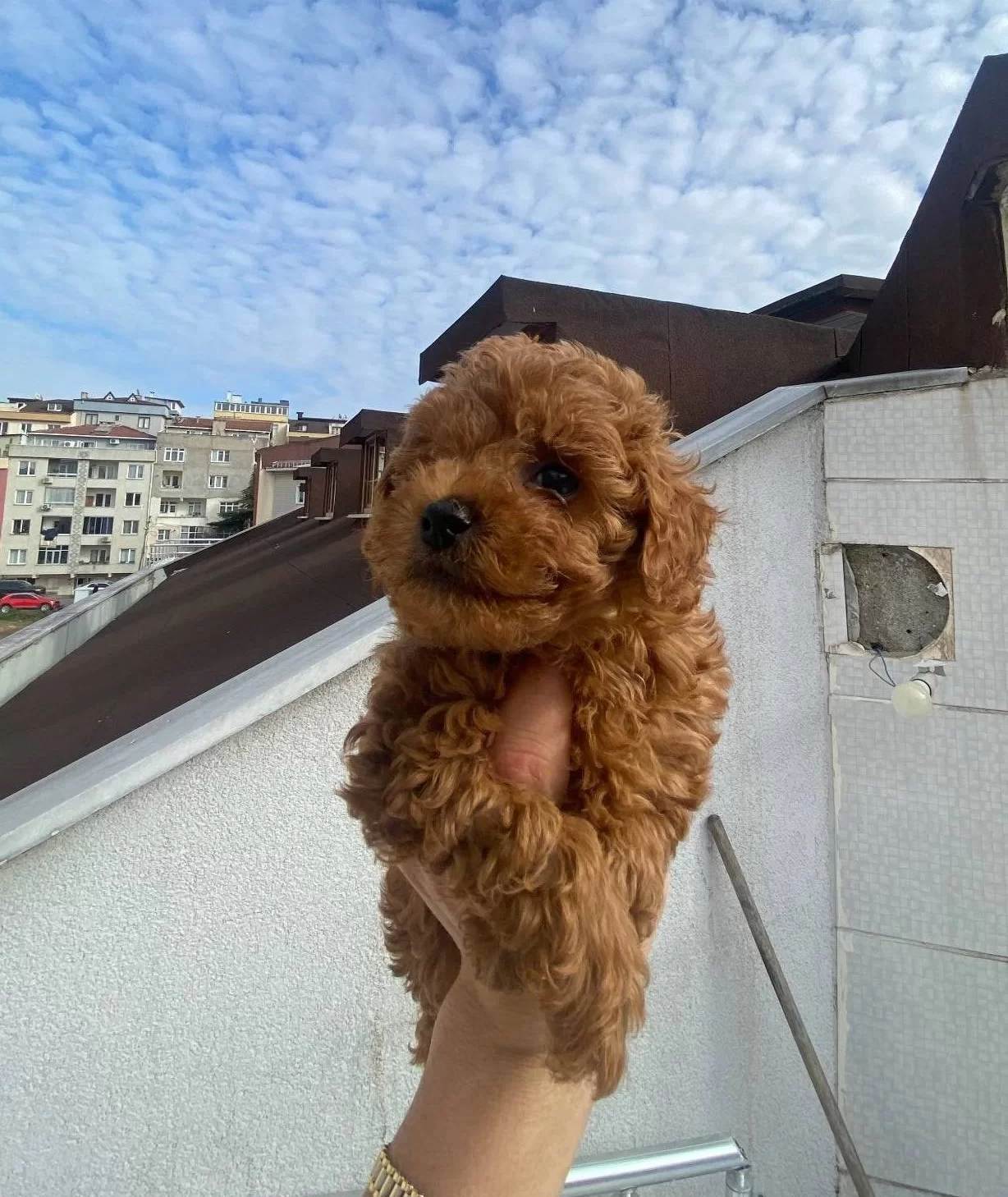 Veteriner Teknikerden Kore Kan Dark Brown