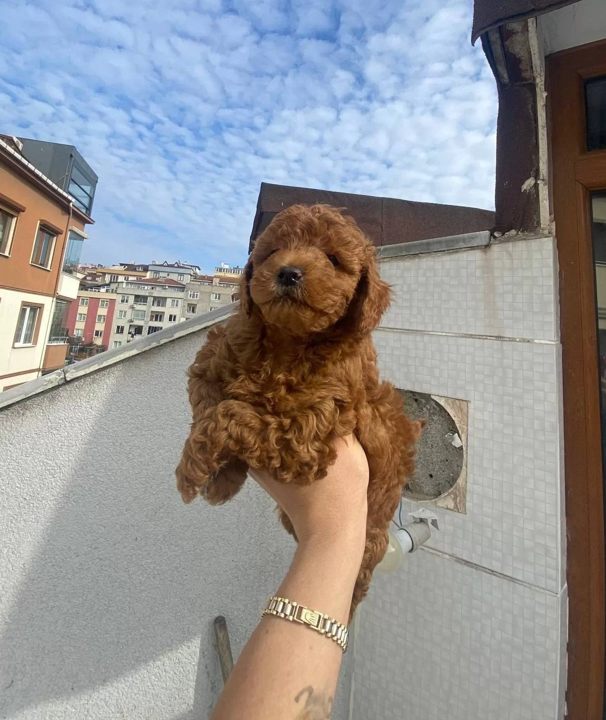 Veteriner Teknikerden Kore Kan Dark Brown