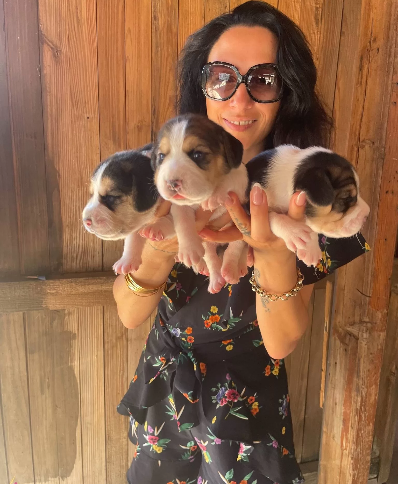 Beagle Yavrularım Saglık Ve Irk Garantilidir