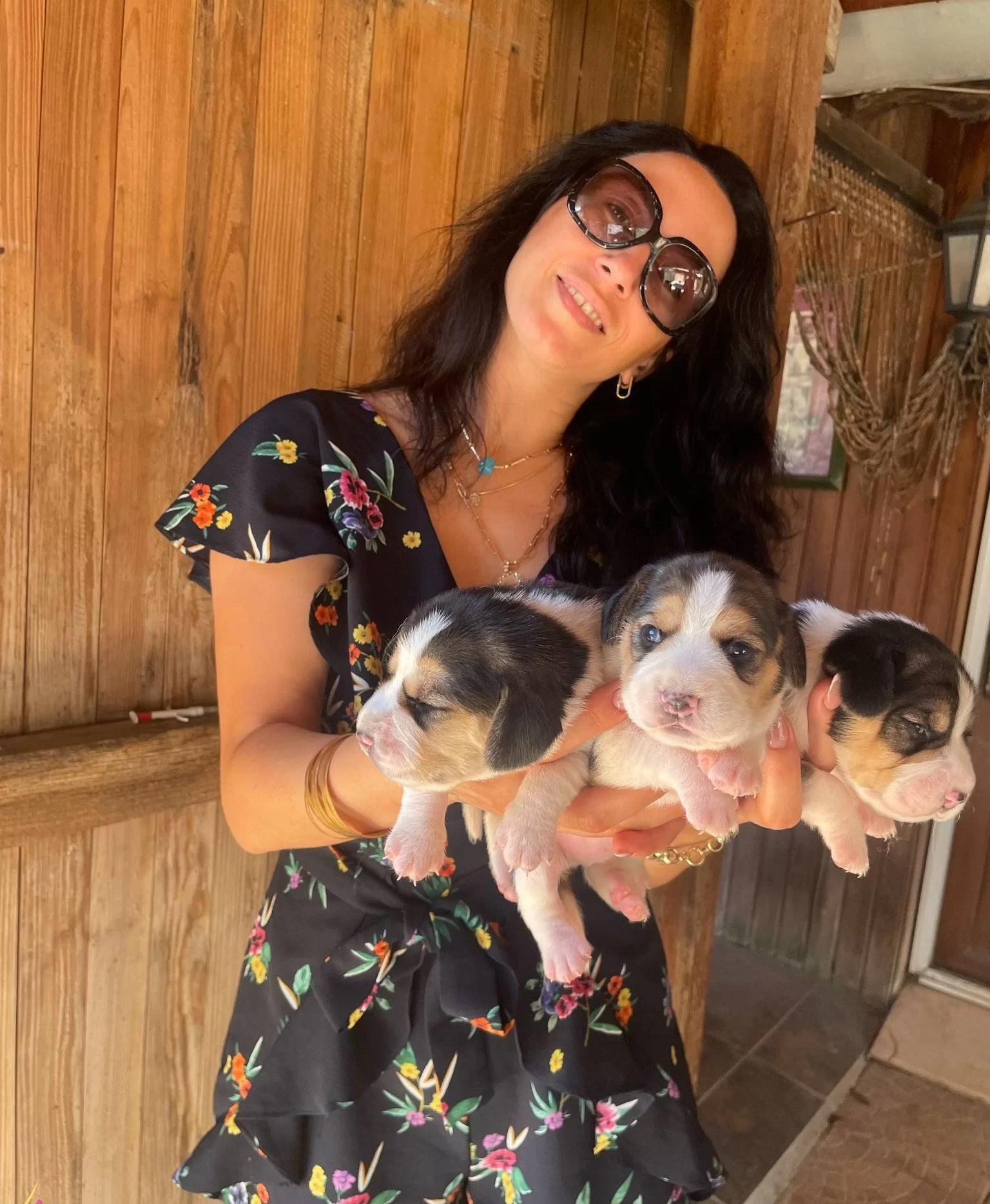 Beagle Yavrularım Saglık Ve Irk Garantilidir