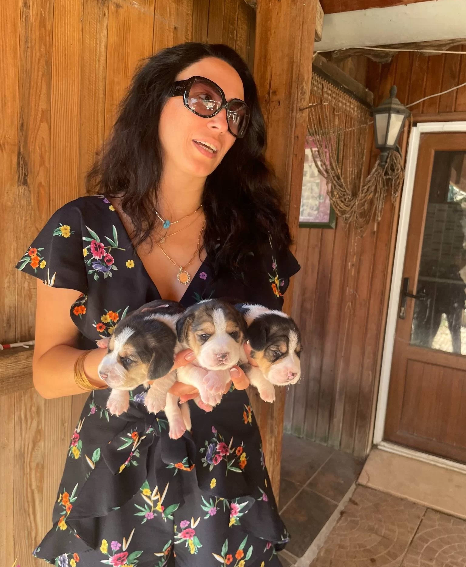 Beagle Yavrularım Saglık Ve Irk Garantilidir