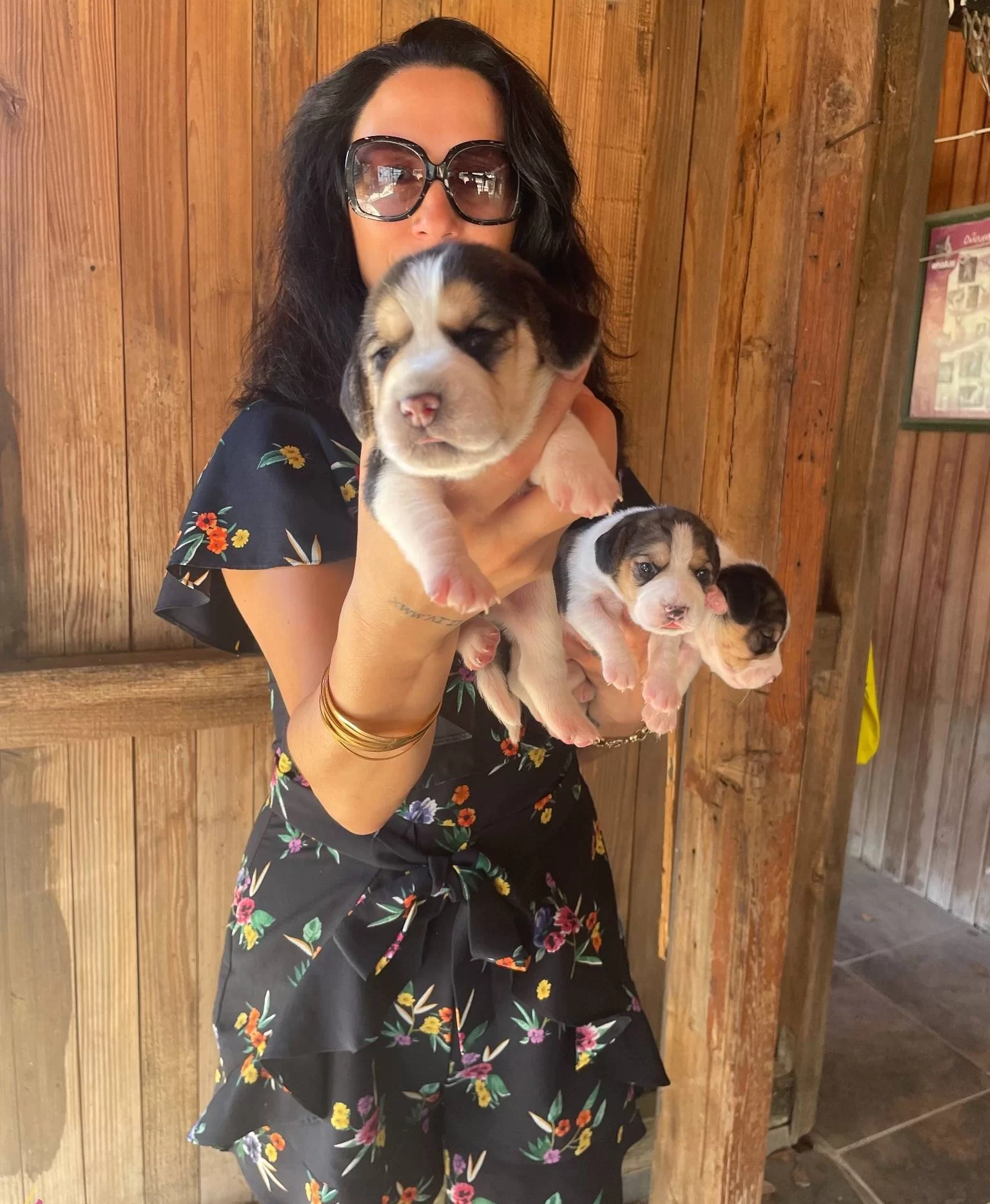 Beagle Yavrularım Saglık Ve Irk Garantilidir