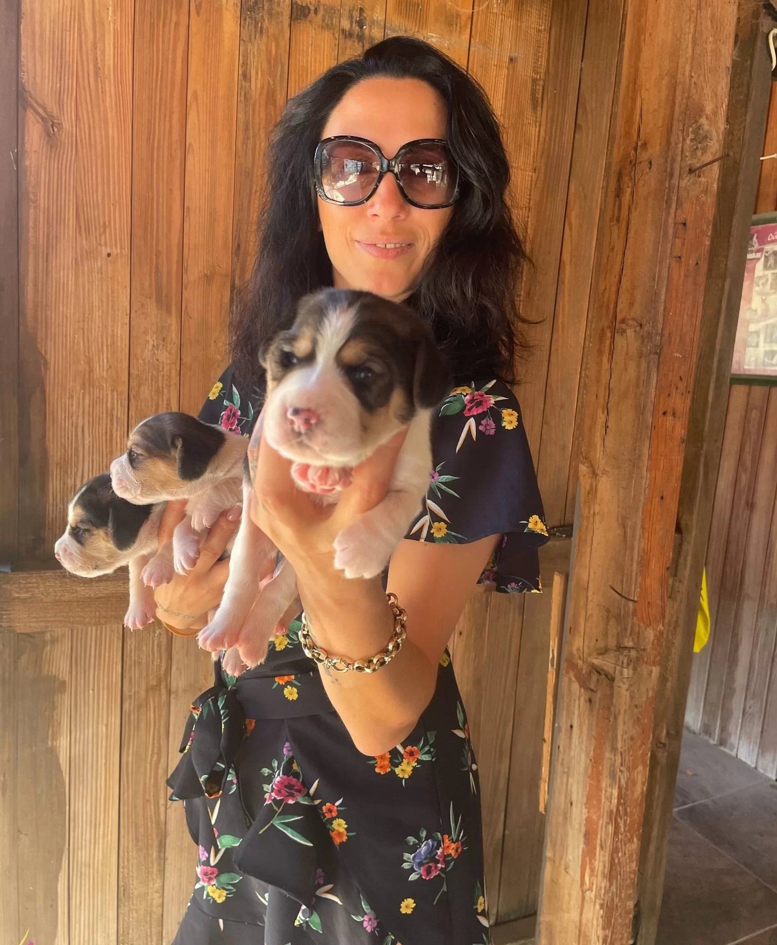 Beagle Yavrularım Saglık Ve Irk Garantilidir