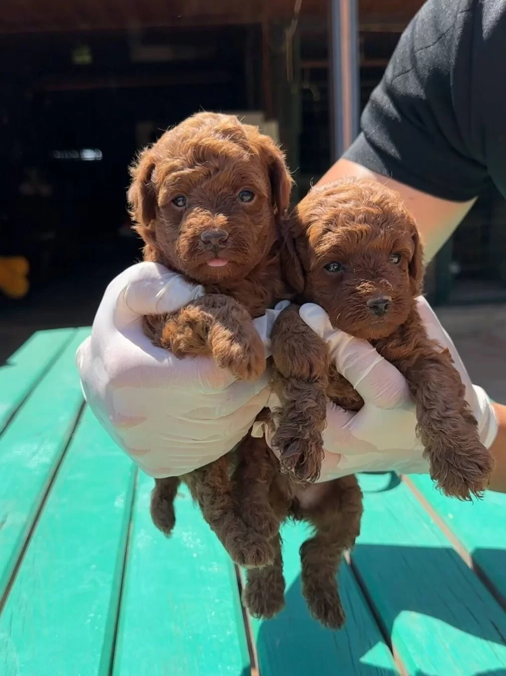 Garanli Kore Xs Mini Redbrown Kırmızı Toy Poodle