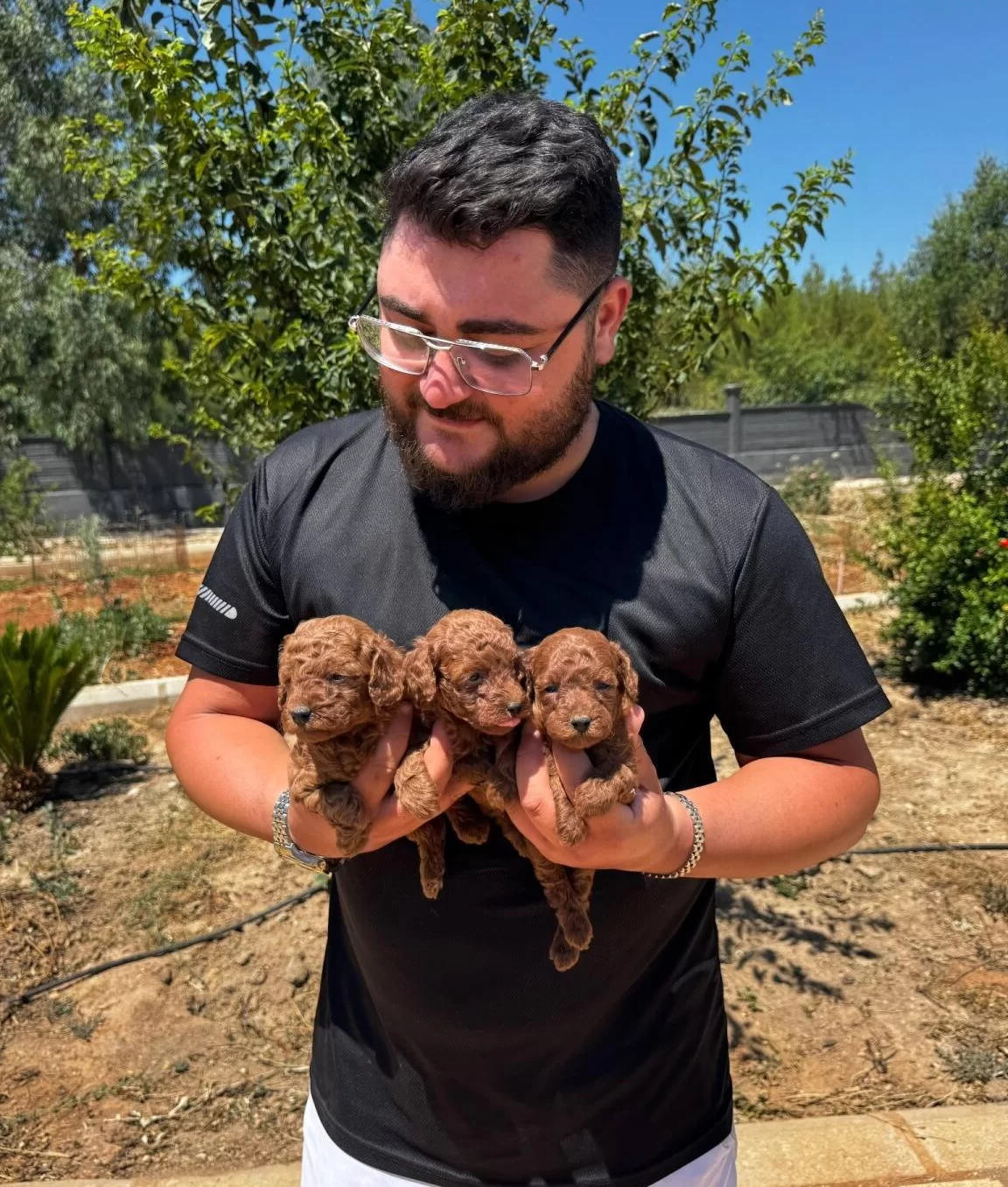 Garanli Kore Xs Mini Redbrown Kırmızı Toy Poodle