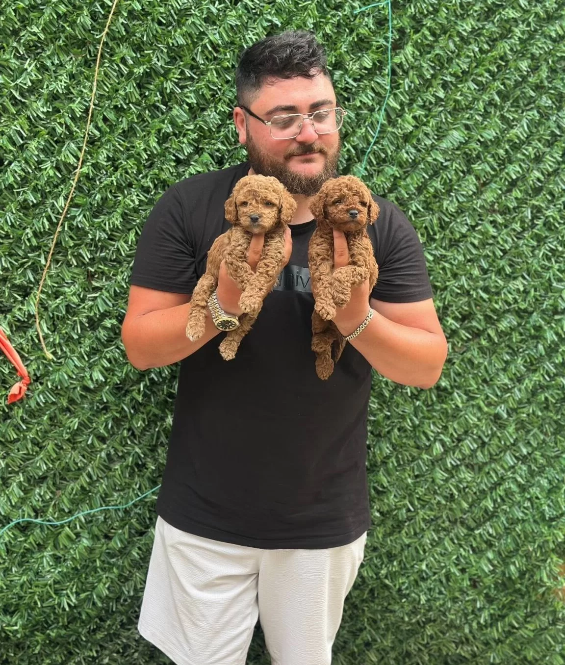 Garanli Kore Xs Mini Redbrown Kırmızı Toy Poodle