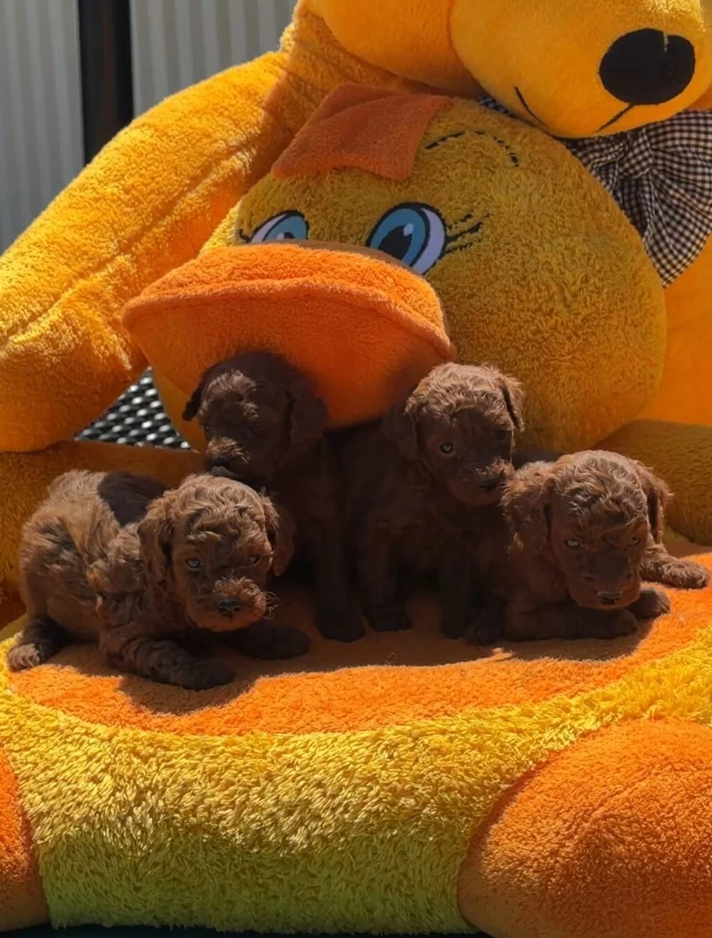 Garanli Kore Xs Mini Redbrown Kırmızı Toy Poodle