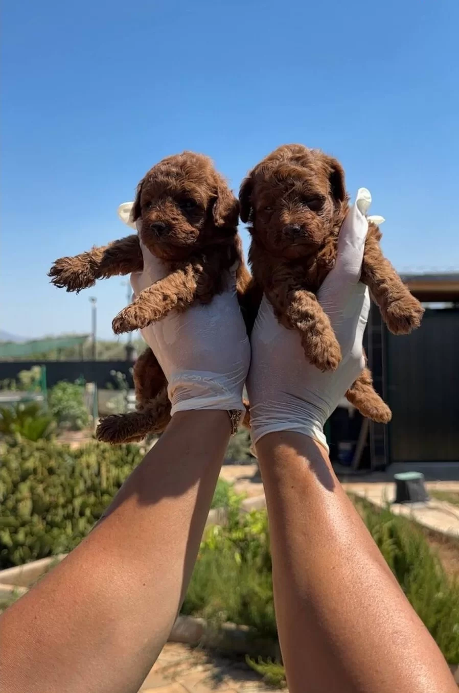 Garanli Kore Xs Mini Redbrown Kırmızı Toy Poodle