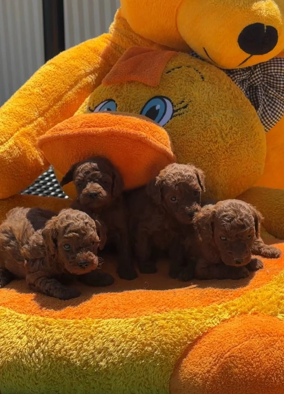 Garanli Kore Xs Mini Redbrown Kırmızı Toy Poodle