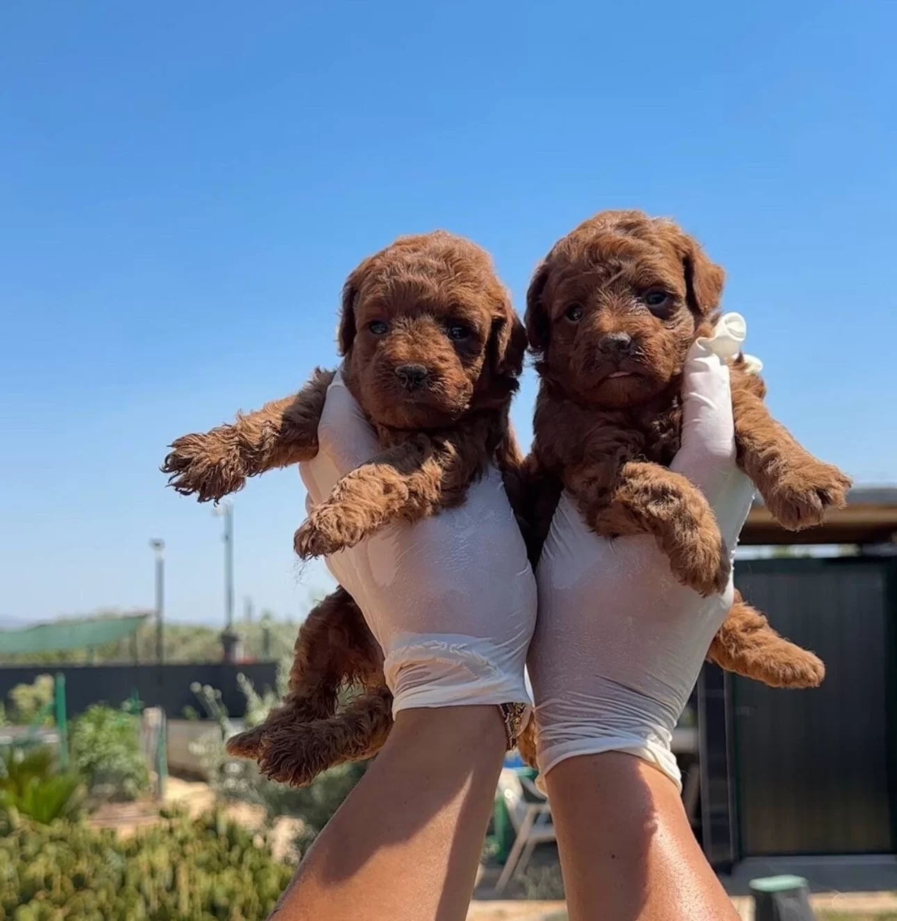 Garanli Kore Xs Mini Redbrown Kırmızı Toy Poodle