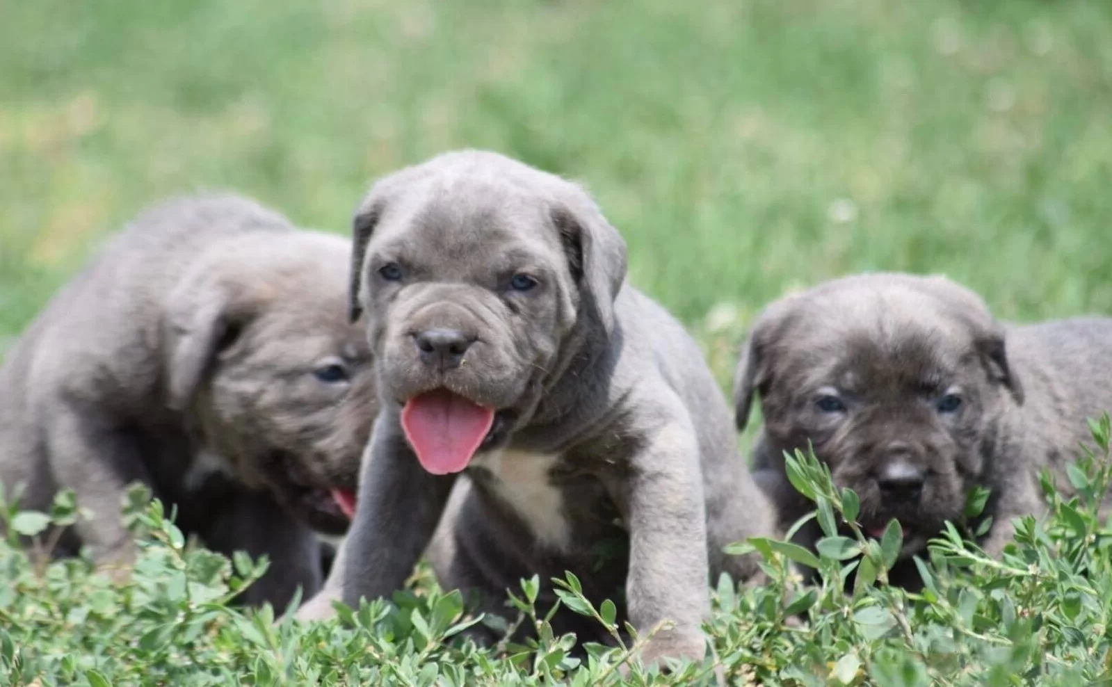 Harika Anatomi Koca Kafa Cane Corso Yavrular