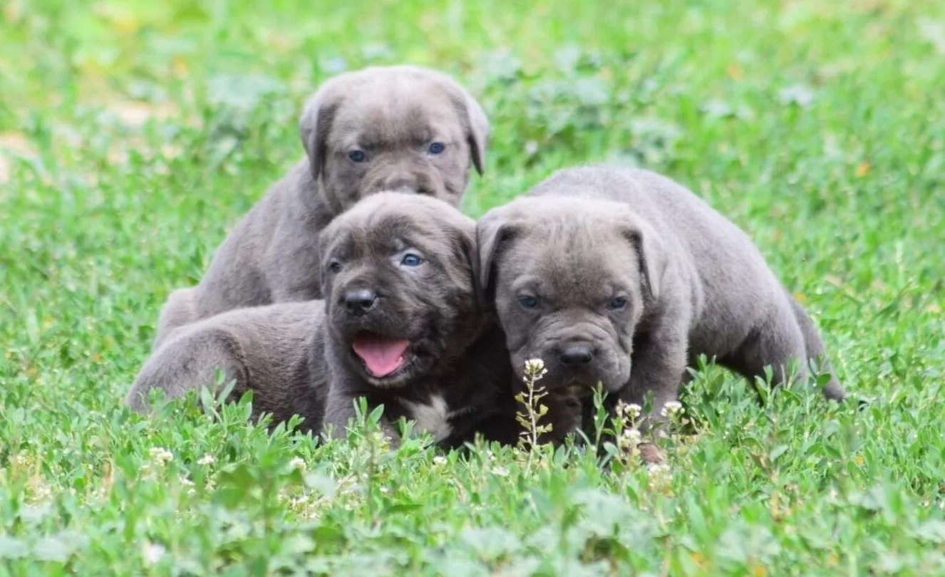 Harika Anatomi Koca Kafa Cane Corso Yavrular
