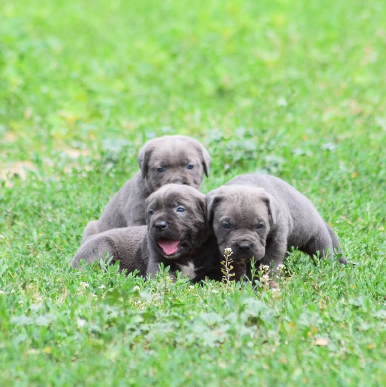 Harika Anatomi Koca Kafa Cane Corso Yavrular