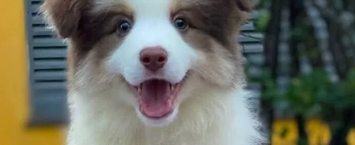 Mukemmel Border Collie Yavrular