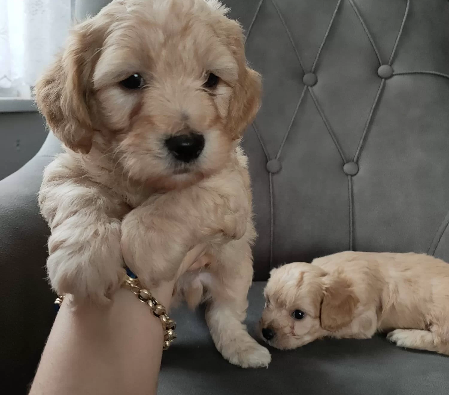 Safkan Maltipo Yavrularımız