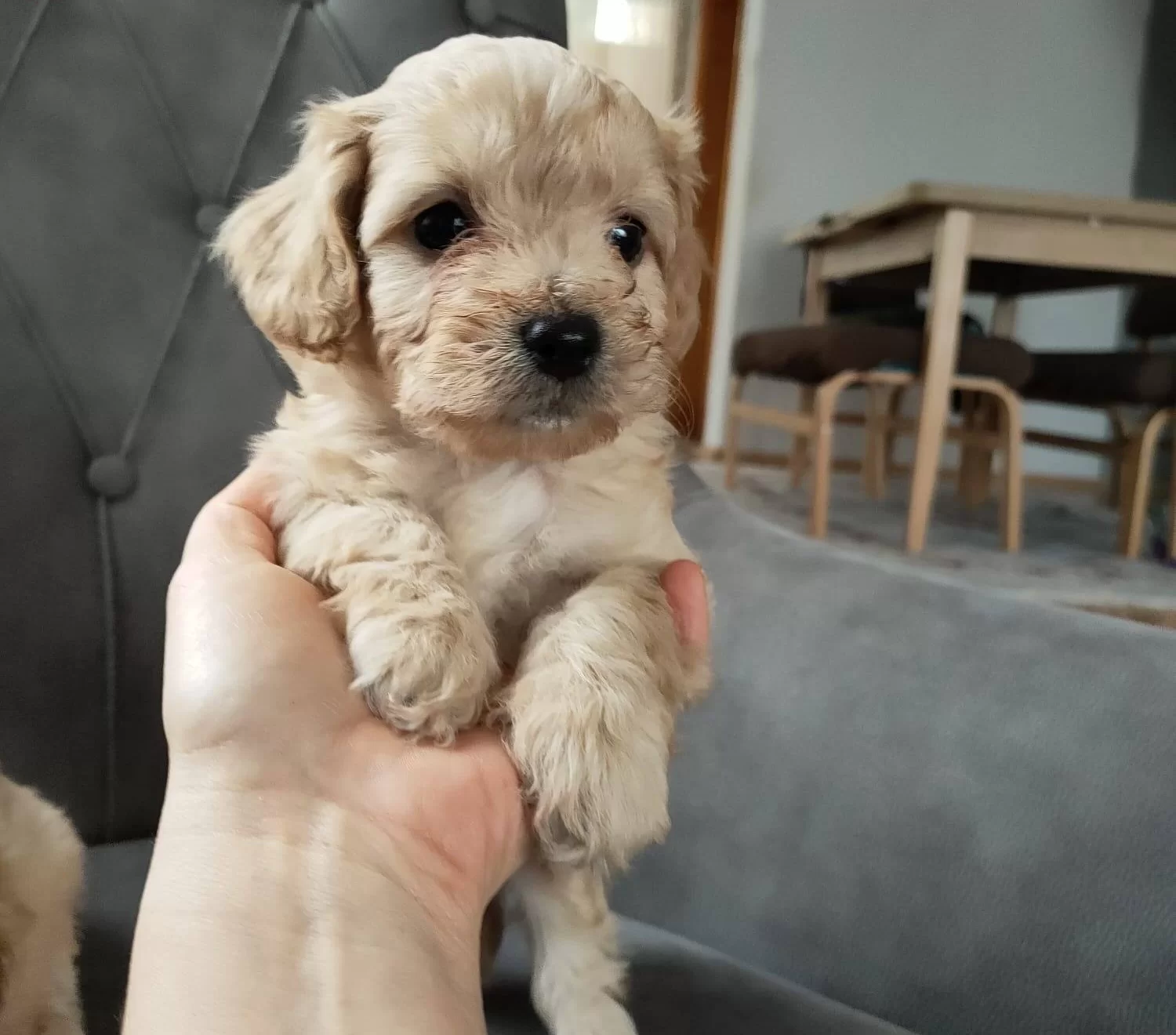 Safkan Maltipo Yavrularımız