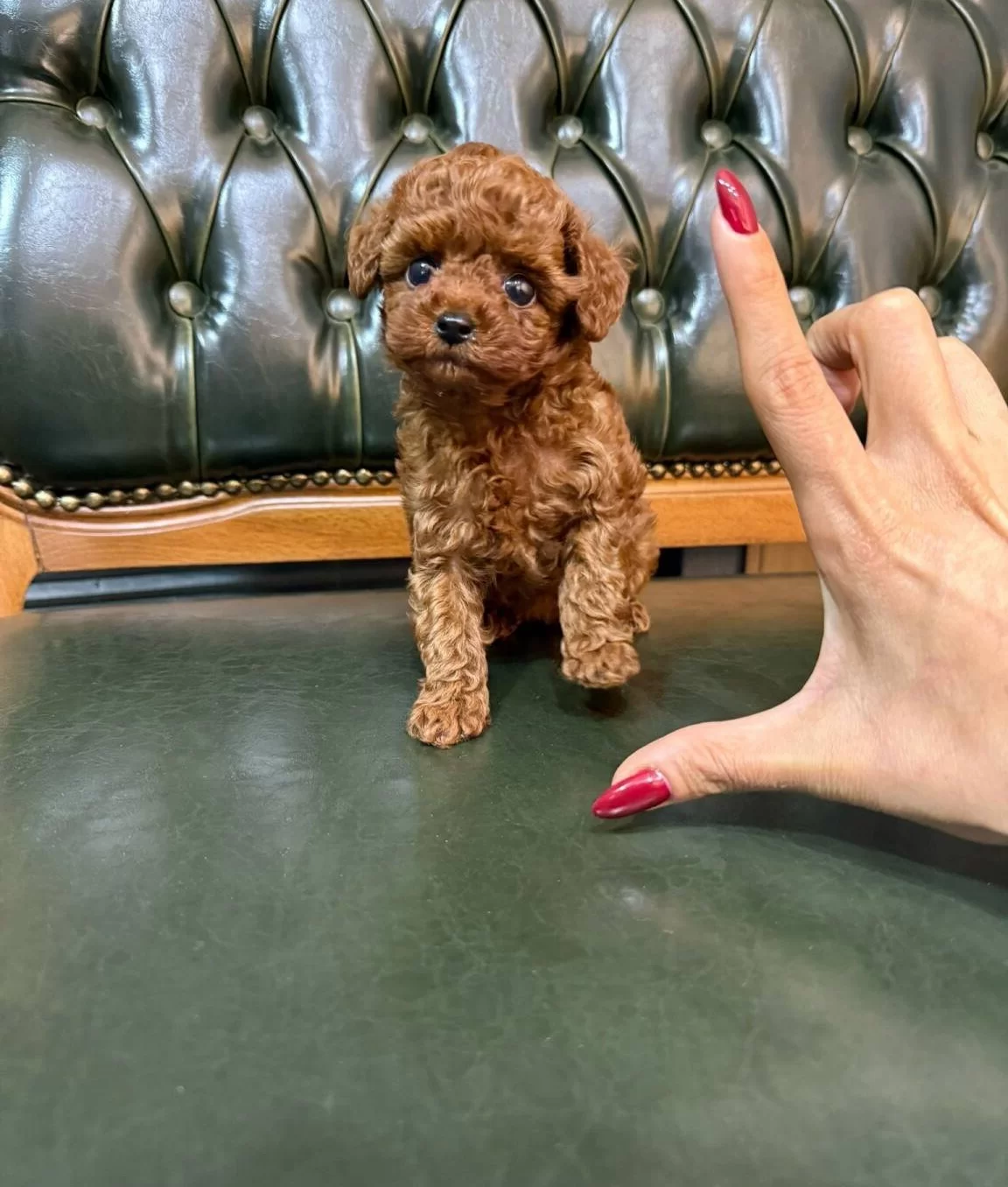 Safkan Orjinal Kore Poodle Yavrumuz