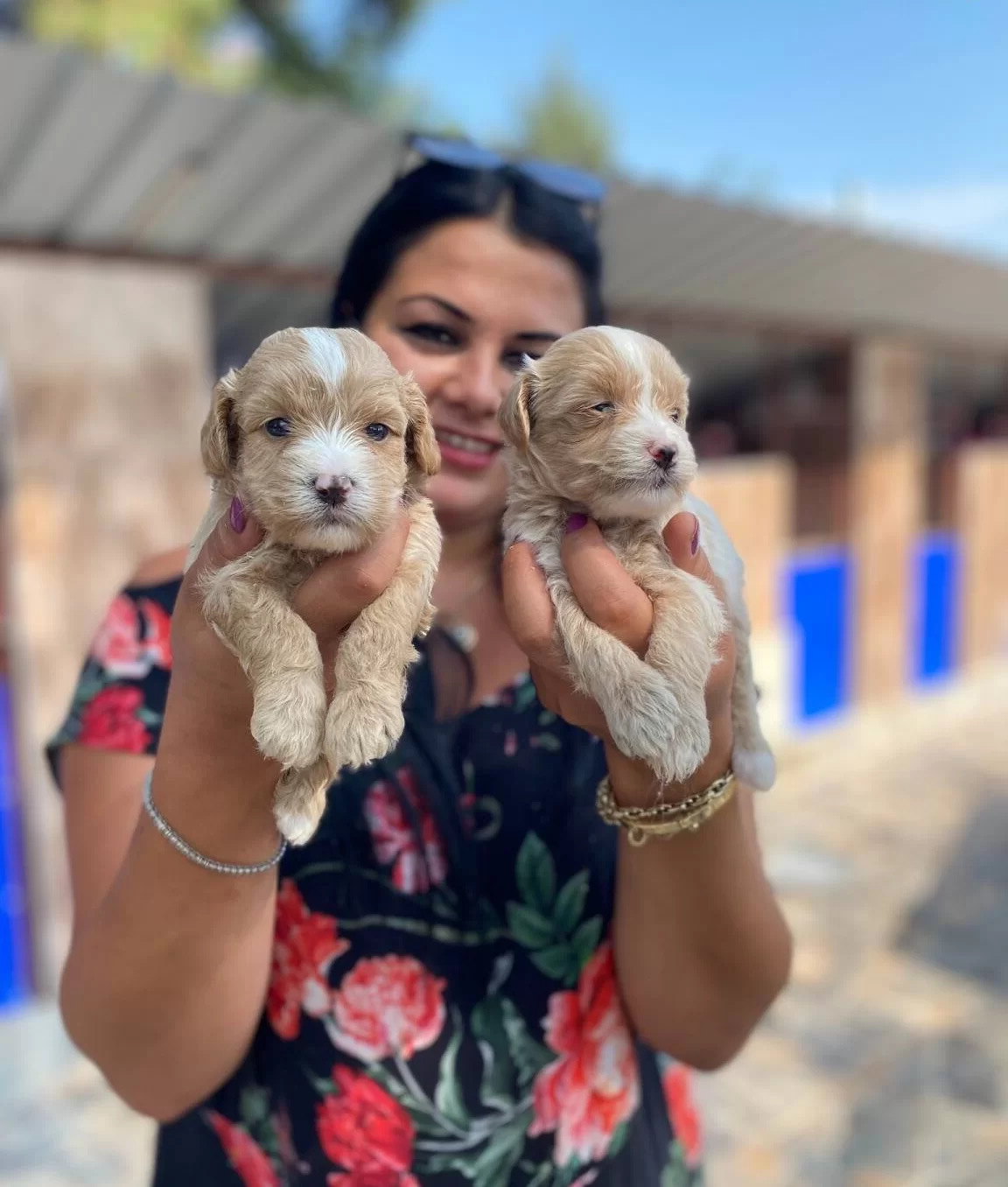 Safkan Maltipo Yavrularım