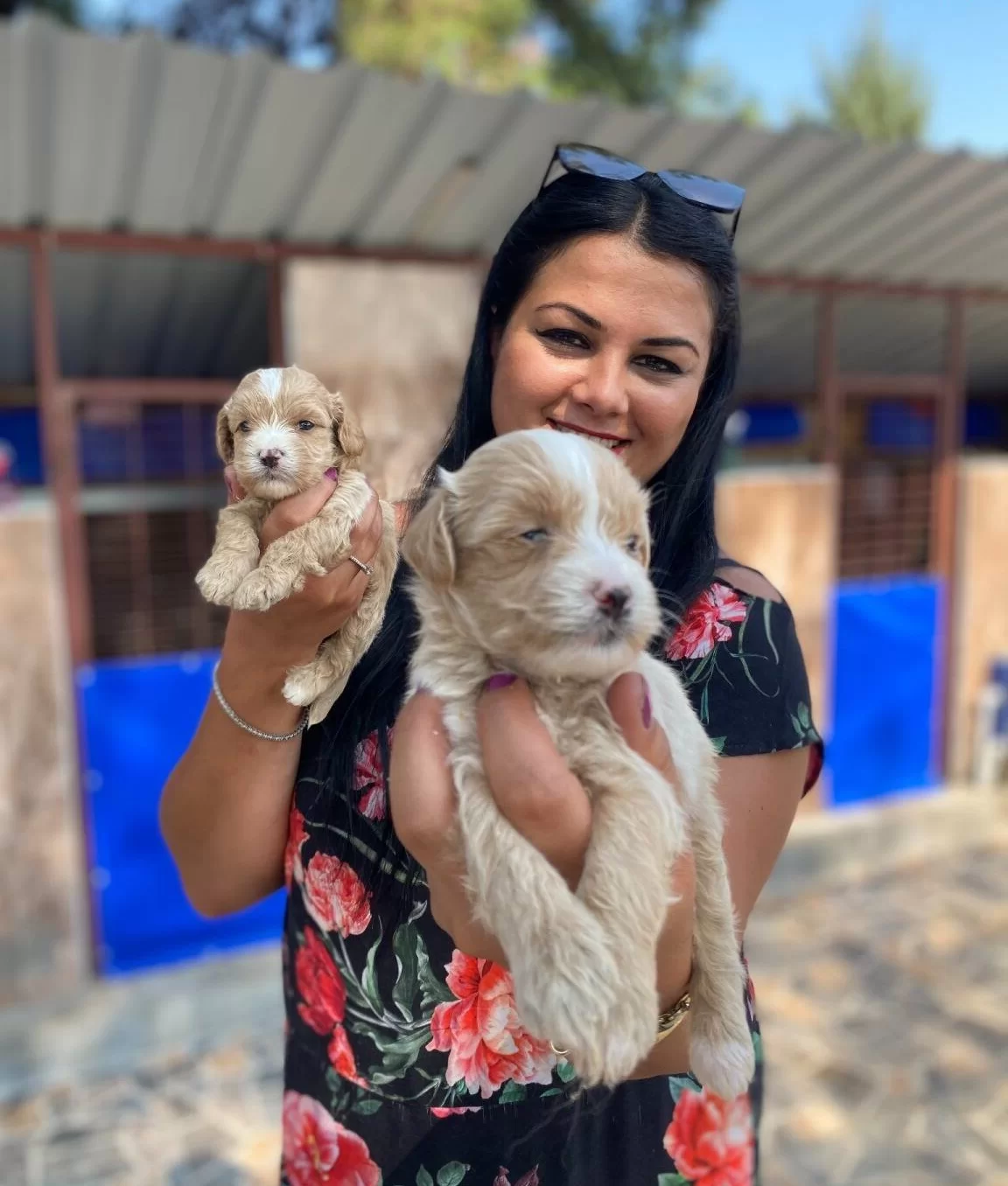 Safkan Maltipo Yavrularım