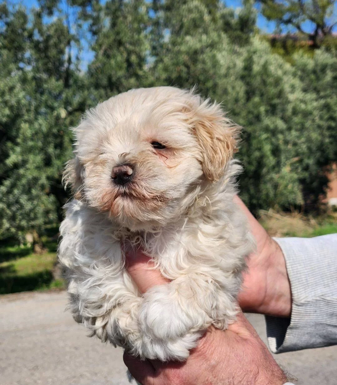 Bebek Yüz Mini Boy Maltipoo Bebekler