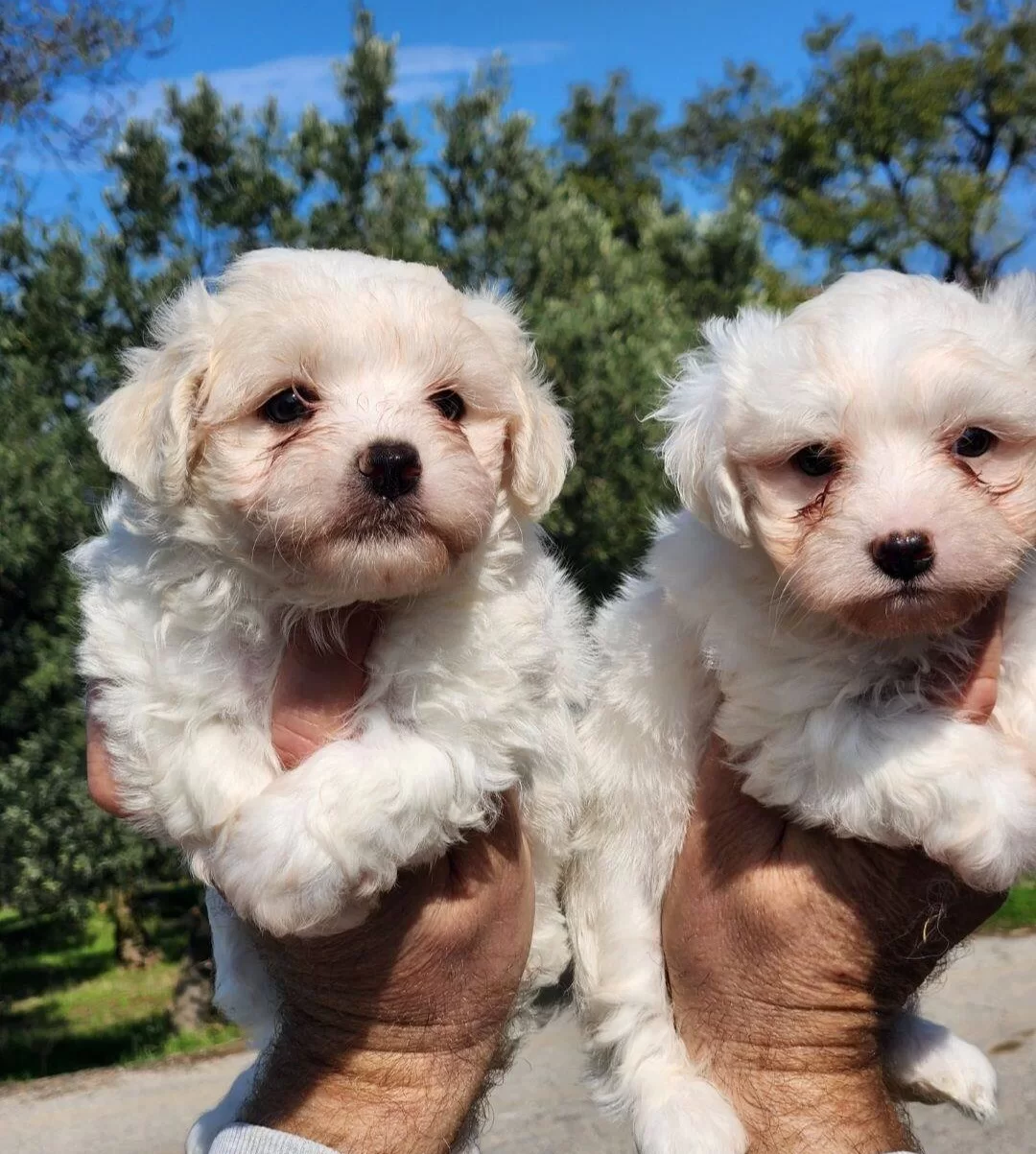 Mini Boy Maltese Bebekler