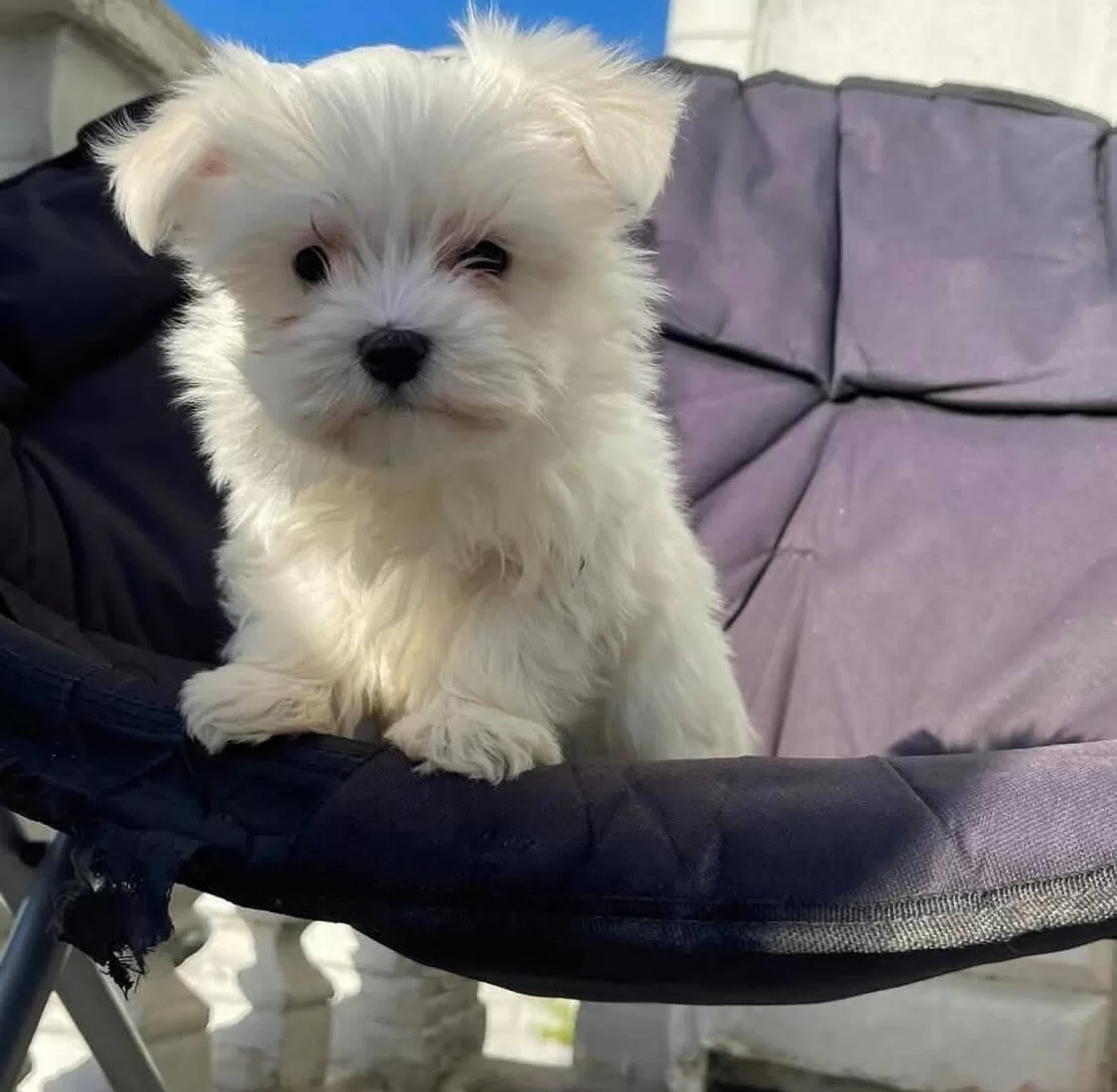 Beyaz Meleklerimiz Yuvasını Arıyor