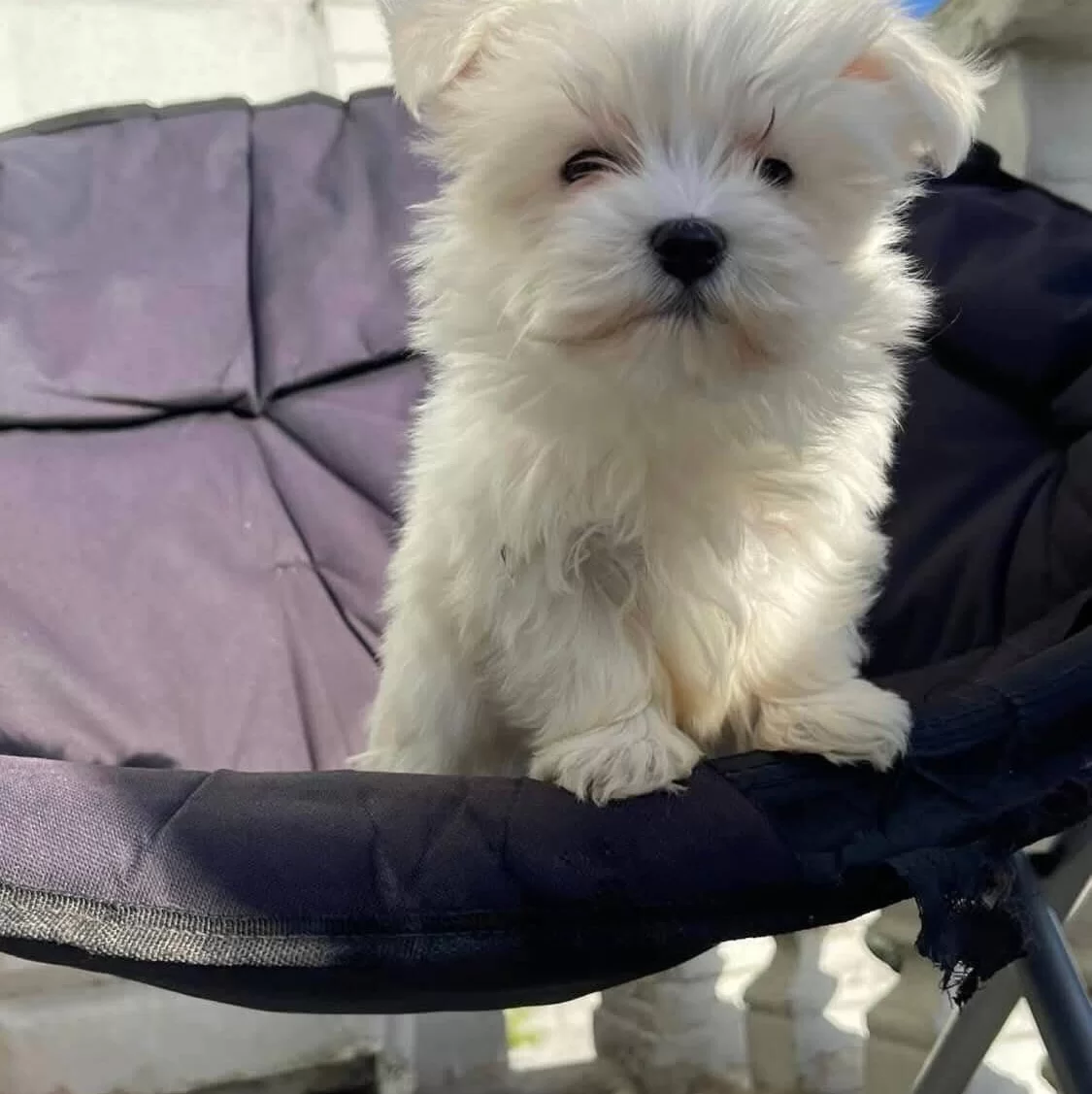 Beyaz Meleklerimiz Yuvasını Arıyor