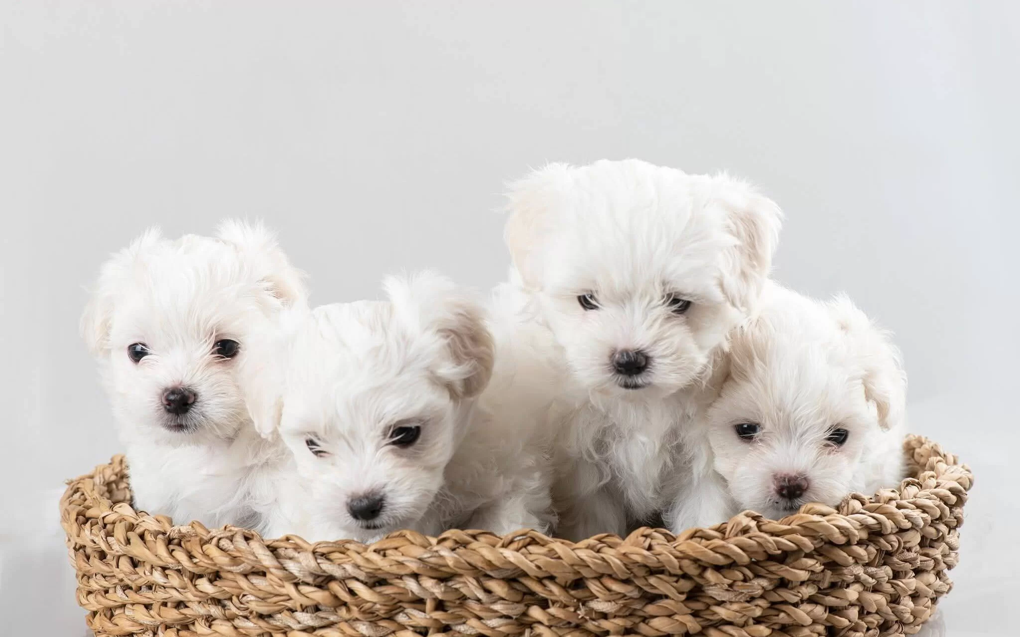 Beyaz Meleklerimiz Yuvasını Arıyor